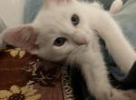 Polar Bear 1 - Siamese Kitten For Sale - Janesville&comma; MN&comma; US