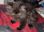 Black Smoke Persian Baby Boy - Persian Kitten For Sale - Brooklyn&comma; NY&comma; US