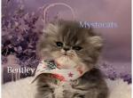 Persian Chocolate lilac and Blue kittens - Persian Kitten For Sale - WV&comma; US