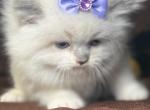 Ragdoll kittens - Ragdoll Kitten For Sale - 
