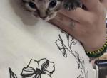 Rigatoni - Domestic Kitten For Sale - Bronx&comma; NY&comma; US