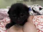 Salem - Domestic Kitten For Sale - Bronx&comma; NY&comma; US
