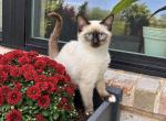 Female snowshoe Siamese - Siamese Kitten For Sale - 