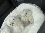 silver shaded persian boy - Persian Kitten For Sale - Barrington&comma; IL&comma; US
