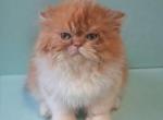 Tica red tabby bicolor doll face persian - Persian Kitten For Sale - Woodburn&comma; IN&comma; US