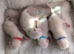 Babies Arrived 1 Girl Available - Siamese Kitten For Sale - Middletown&comma; DE&comma; US