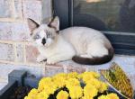 Male snowshoe Siamese kitten - Siamese Kitten For Sale - 