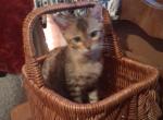 Co co's litter - Bengal Cat For Sale - Spring Grove&comma; PA&comma; US