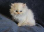 Beautiful Dollface Cream Point Male - Persian Kitten For Sale - 