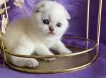 Leo - Scottish Fold Kitten For Sale - 