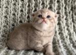 Frida - Scottish Fold Kitten For Sale - 