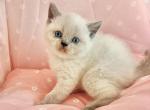 Fiona - British Shorthair Kitten For Sale - 