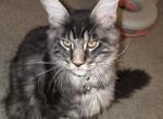 Maine coon kittens champs - Maine Coon Kitten For Sale - 