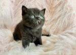 Black Star - British Shorthair Kitten For Sale - 