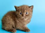 Chloe - British Shorthair Kitten For Sale - Aliso Viejo&comma; CA&comma; US