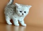 Silver moon - British Shorthair Kitten For Sale - Aliso Viejo&comma; CA&comma; US