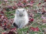 Beautiful Dollface Chocolate Lilac Point - Persian Kitten For Sale - 