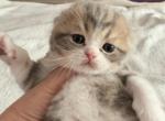 girl1 - Scottish Fold Kitten For Sale - MA&comma; US