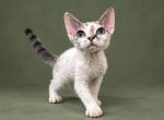 GorgeousDevon Rex - Devon Rex Kitten For Sale - Hollywood&comma; FL&comma; US