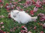 Beautiful Dollface Lilac Cream Point - Persian Kitten For Sale - 