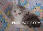 Male Persian - Persian Kitten For Sale - 