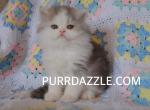 Female Persian - Persian Kitten For Sale - 