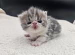 Luke  CHRISTMAS KITTEN - Exotic Kitten For Sale - Bois D Arc&comma; MO&comma; US