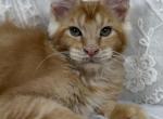 Beckett - Maine Coon Kitten For Sale - 