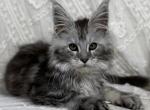 Armen - Maine Coon Kitten For Sale - 