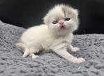 Bo  CHRISTMAS KITTEN - Exotic Kitten For Sale - Bois D Arc&comma; MO&comma; US
