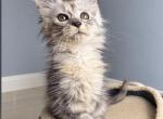 Gloria - Maine Coon Kitten For Sale - Hollywood&comma; FL&comma; US
