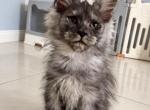 Gucci - Maine Coon Kitten For Sale - Hollywood&comma; FL&comma; US