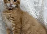 Oswin - Maine Coon Kitten For Sale - Chandler Heights&comma; AZ&comma; US