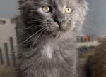 Gabby - Maine Coon Kitten For Sale - Hollywood&comma; FL&comma; US