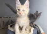 Ginger - Maine Coon Kitten For Sale - Hollywood&comma; FL&comma; US