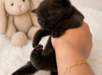 Berta - Scottish Straight Kitten For Sale - Wellesley&comma; MA&comma; US