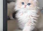 Harris - Persian Kitten For Sale - 