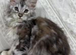 Lusine - Maine Coon Kitten For Sale - Chandler Heights&comma; AZ&comma; US
