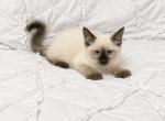Nyla - Siamese Kitten For Sale - Lehigh&comma; FL&comma; US