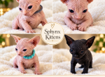 Litter B - Sphynx Kitten For Sale - 