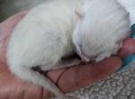 Frosty Snow Lynx Bengal kitten male for sale - Bengal Kitten For Sale - 
