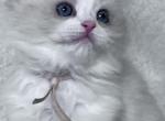 RESERVED Chen - Ragdoll Kitten For Sale - 
