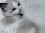 RESERVED Oden - Ragdoll Kitten For Sale - 