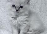 RESERVED Summa - Ragdoll Kitten For Sale - 