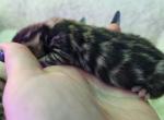 Holly Brown rosetted female bengal kitten availabl - Bengal Kitten For Sale - 