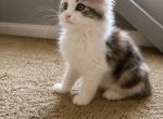 Blue Calico - Maine Coon Kitten For Sale - 