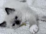 RESERVED Crummitt - Ragdoll Kitten For Sale - Columbia&comma; MD&comma; US
