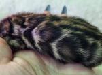 Yukon Brown rosetted male bengal kitten - Bengal Kitten For Sale - 