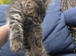 Bella - Maine Coon Kitten For Sale - Schertz&comma; TX&comma; US