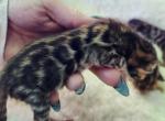 Dasher Brown rosetted bengal male kitten - Bengal Kitten For Sale - 